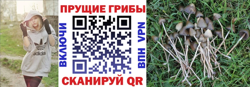 наркотики  Керчь  Галлюциногенные грибы Magic Shrooms 